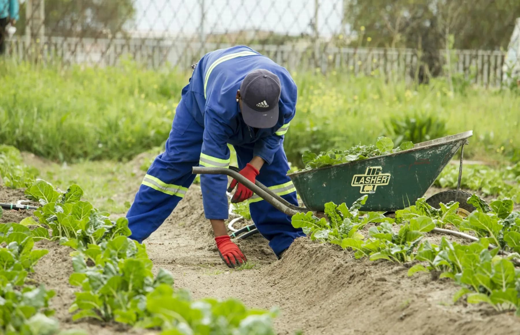 A groundworker in blue overalls and red gloves digging a vegetable bed, a wheelbarrow beside him.
